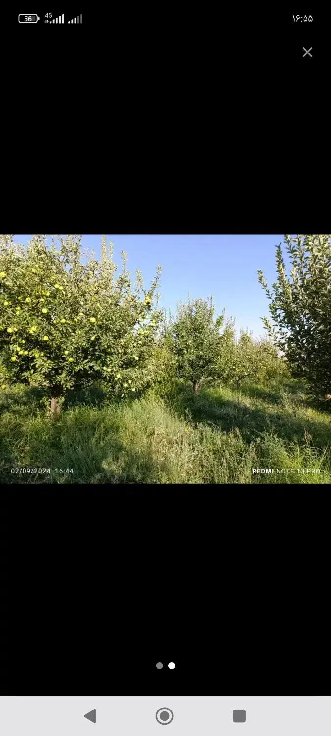 باغ سیب در مرگور|فروش زمین و ملک کلنگی|سیلوانه, |دیوار