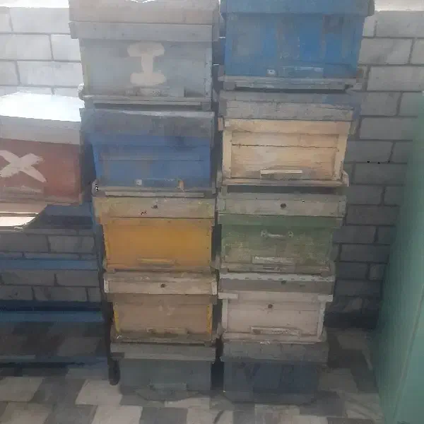 کندو زنبور عسل با قاب|حیوانات مزرعه|الوند, |دیوار