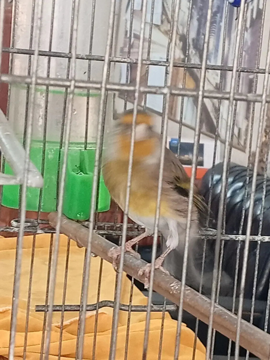 سه عدد سره قناری مست مست مست دهن سره|پرنده|کهریزک, |دیوار