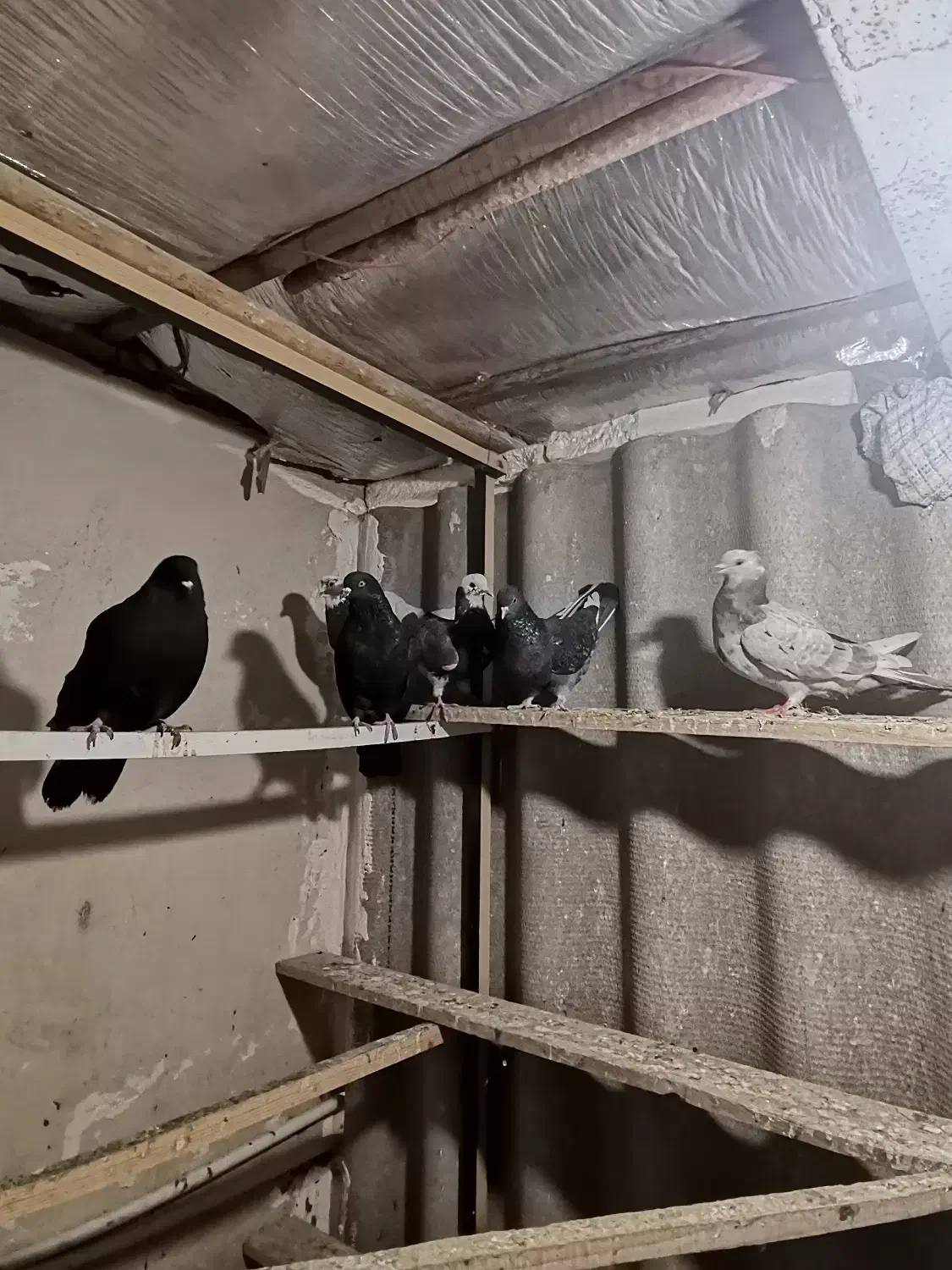 کبوتر|پرنده|هشتگرد, شهرک راه آهن|دیوار