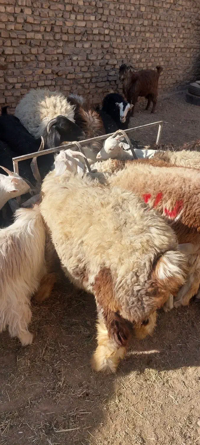 بره نر وماده بزغاله نر وماده اردکان|حیوانات مزرعه|اردکان, |دیوار