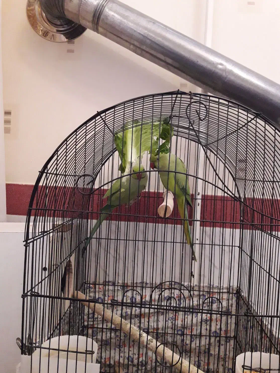 جفت ملنگو|پرنده|سهند, |دیوار