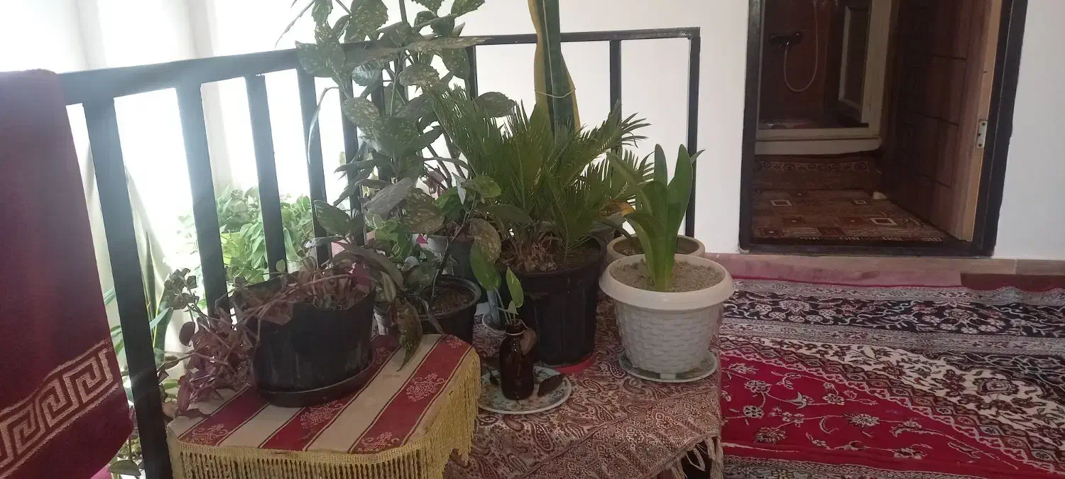 انواع گل|گل و گیاه طبیعی|خرمدره, |دیوار