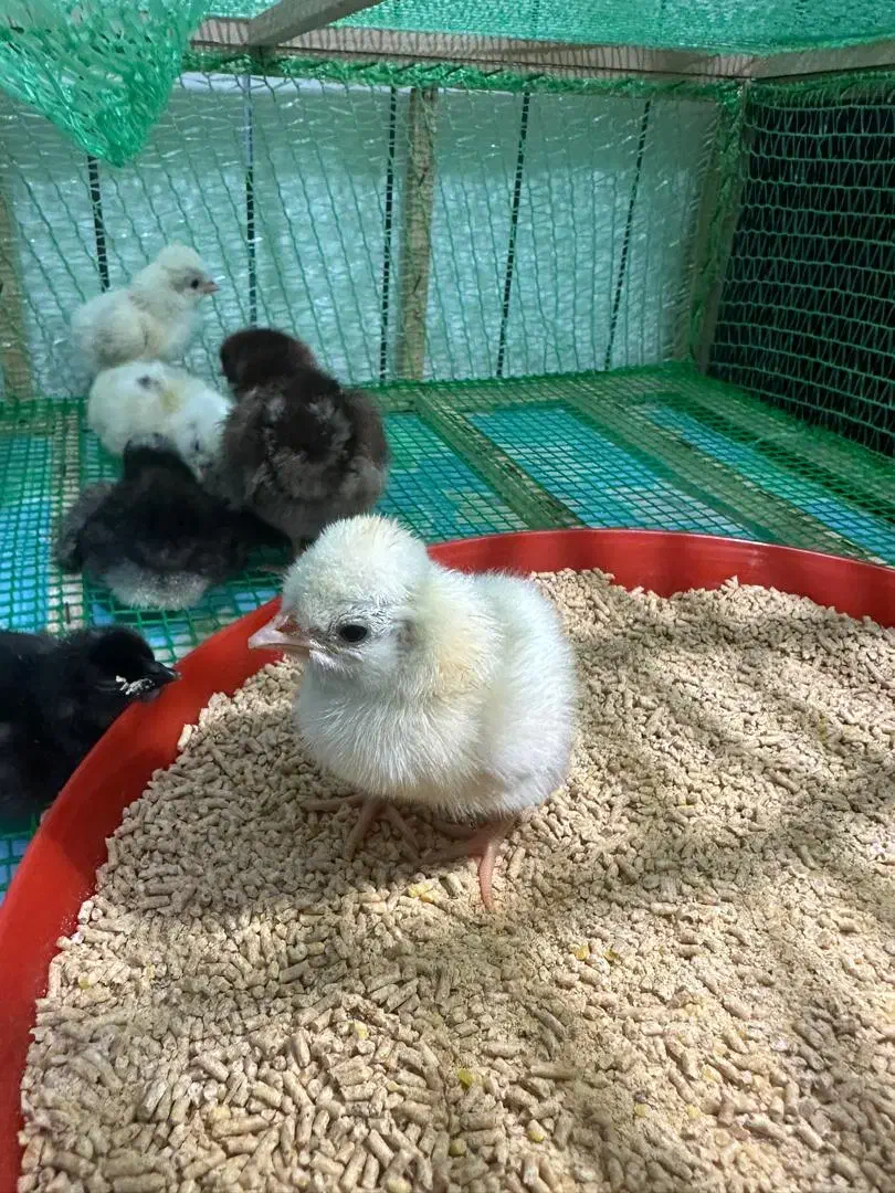 جوجه لهستانی ایام سمانی برهما|حیوانات مزرعه|رشت, گیل|دیوار