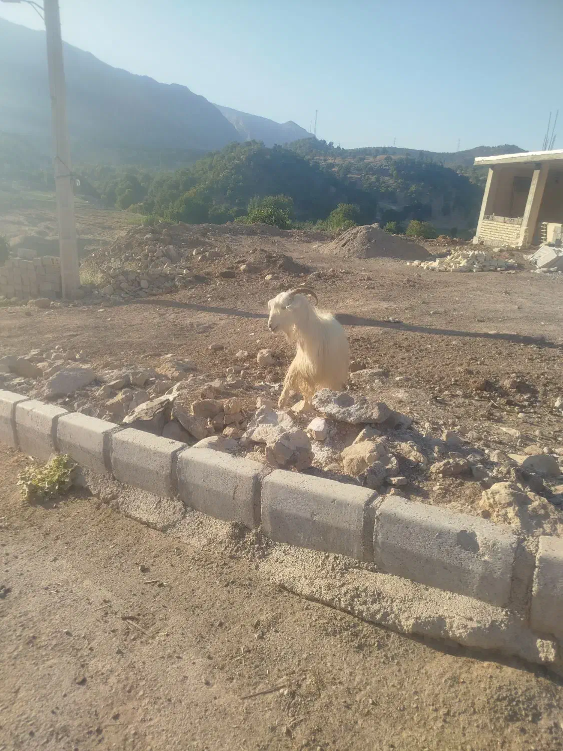 دو عدد بز گله داری به فروش میرسد|حیوانات مزرعه|بازفت, |دیوار