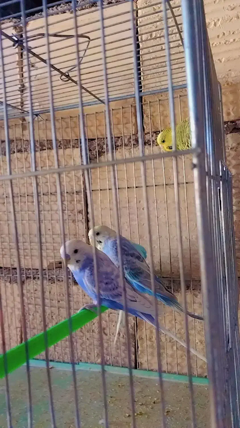 مرغ عشق اسپانگل ورینبو|پرنده|شیراز, حجت آباد|دیوار