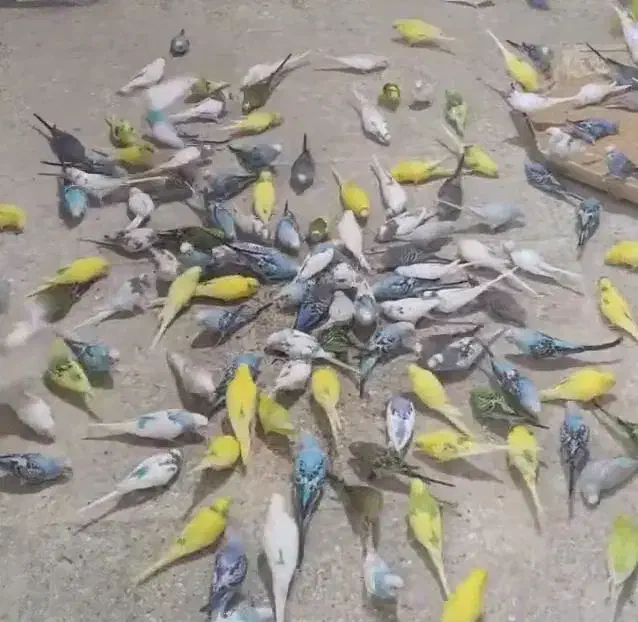 عروس هلندی باجوجه رام قناری فنج مرغ عشق مولدبرزیلی|پرنده|اردبیل, |دیوار