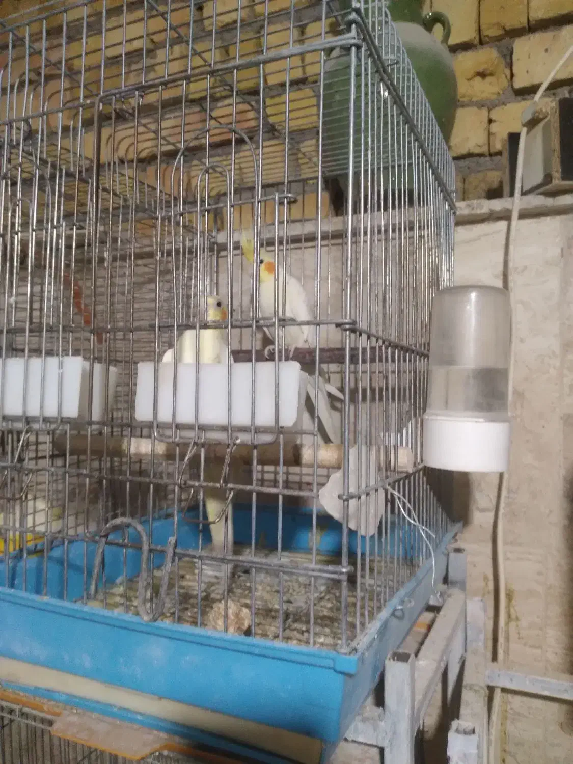 عروس هلندی با جوجه|پرنده|محلات, |دیوار