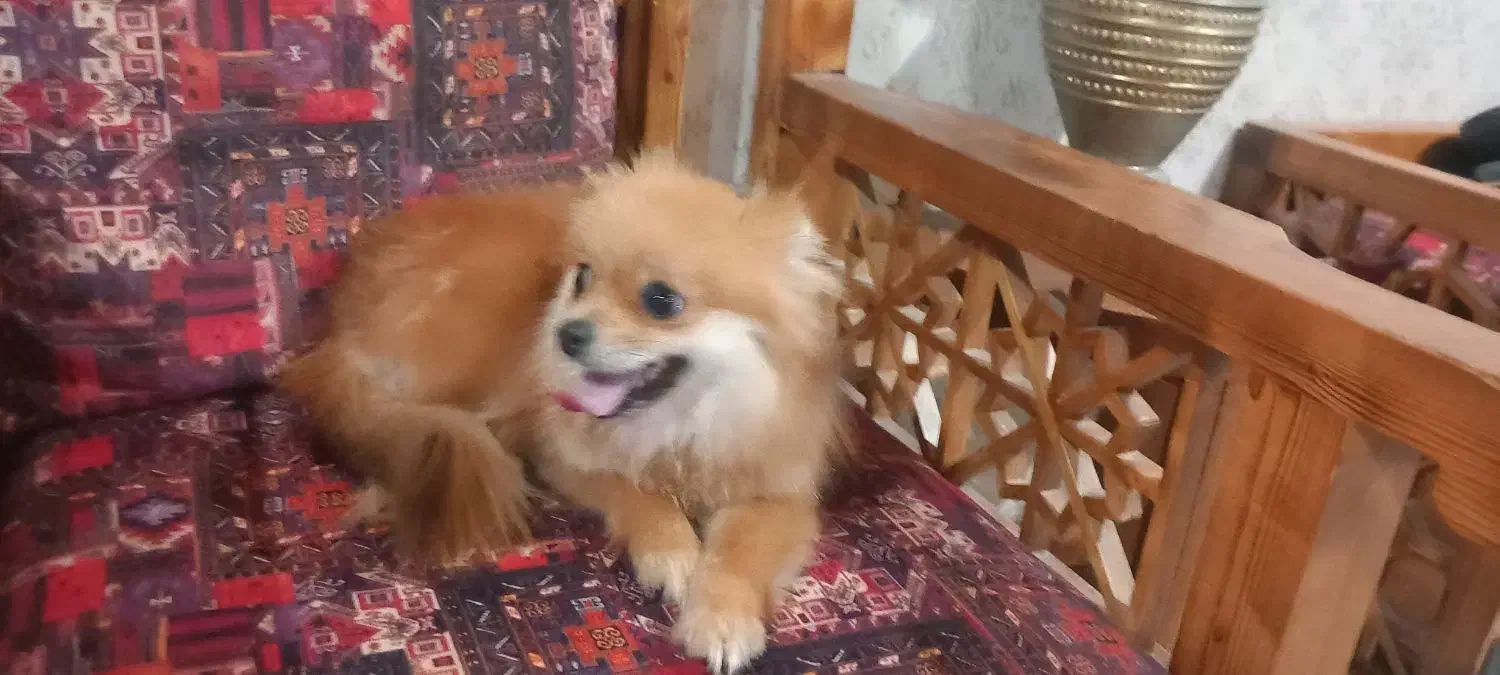 پامر روباهی|سگ|کتالم و سادات شهر, |دیوار