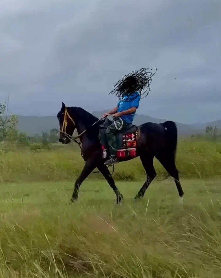 فروش اسب|اسب و تجهیزات اسب‌سواری|آمل, |دیوار