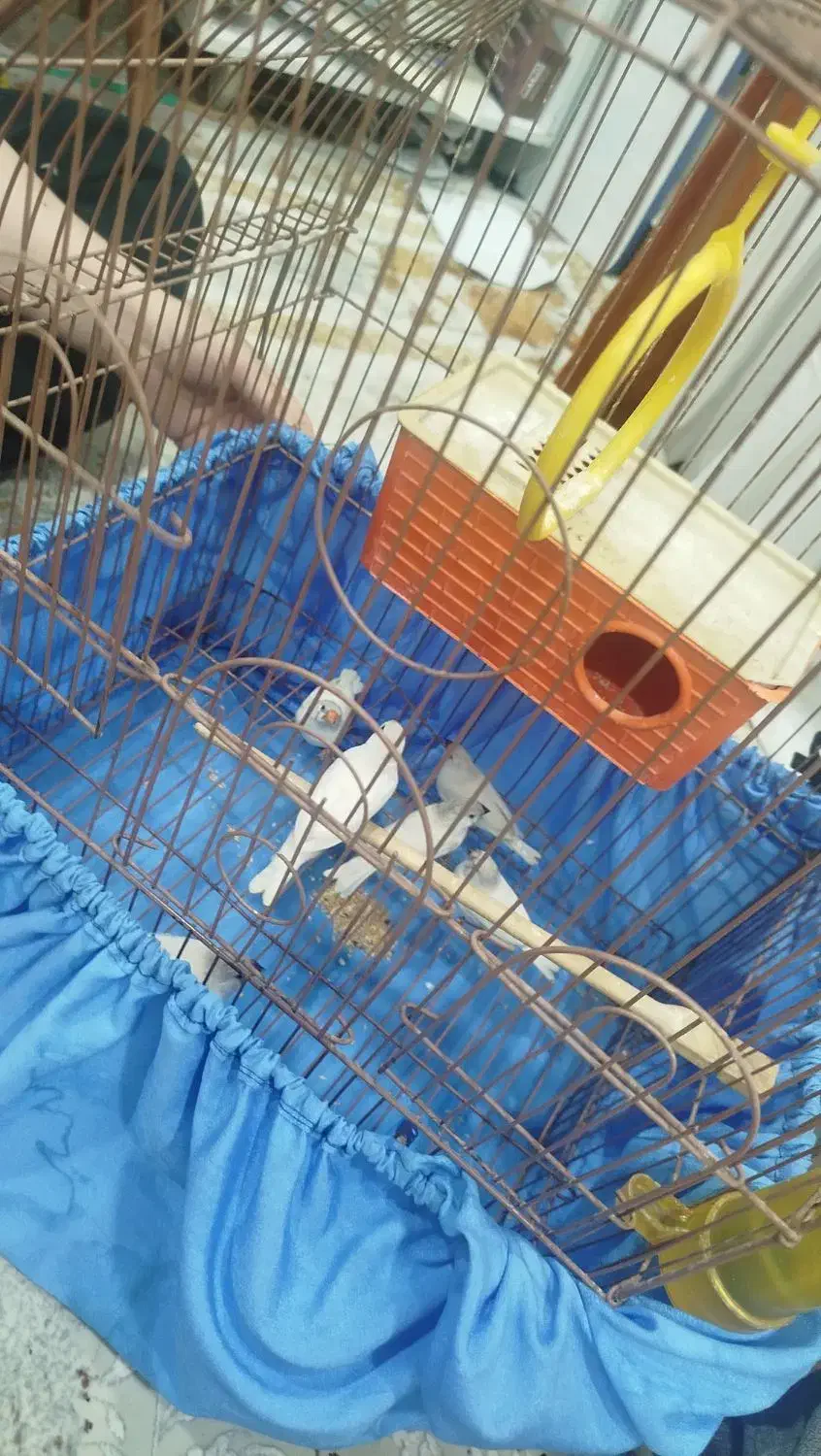 فنچ|پرنده|جوانرود, |دیوار