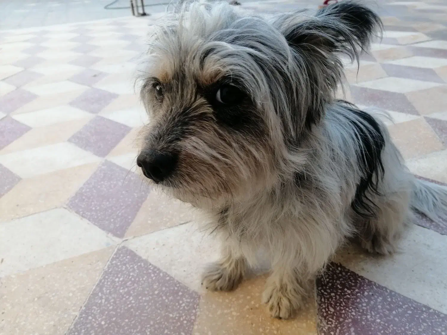 3838|سگ|مرودشت, کناره|دیوار