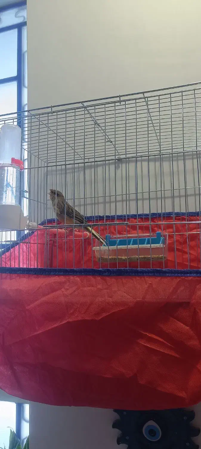 قناری نر مست مست|پرنده|کارون, |دیوار