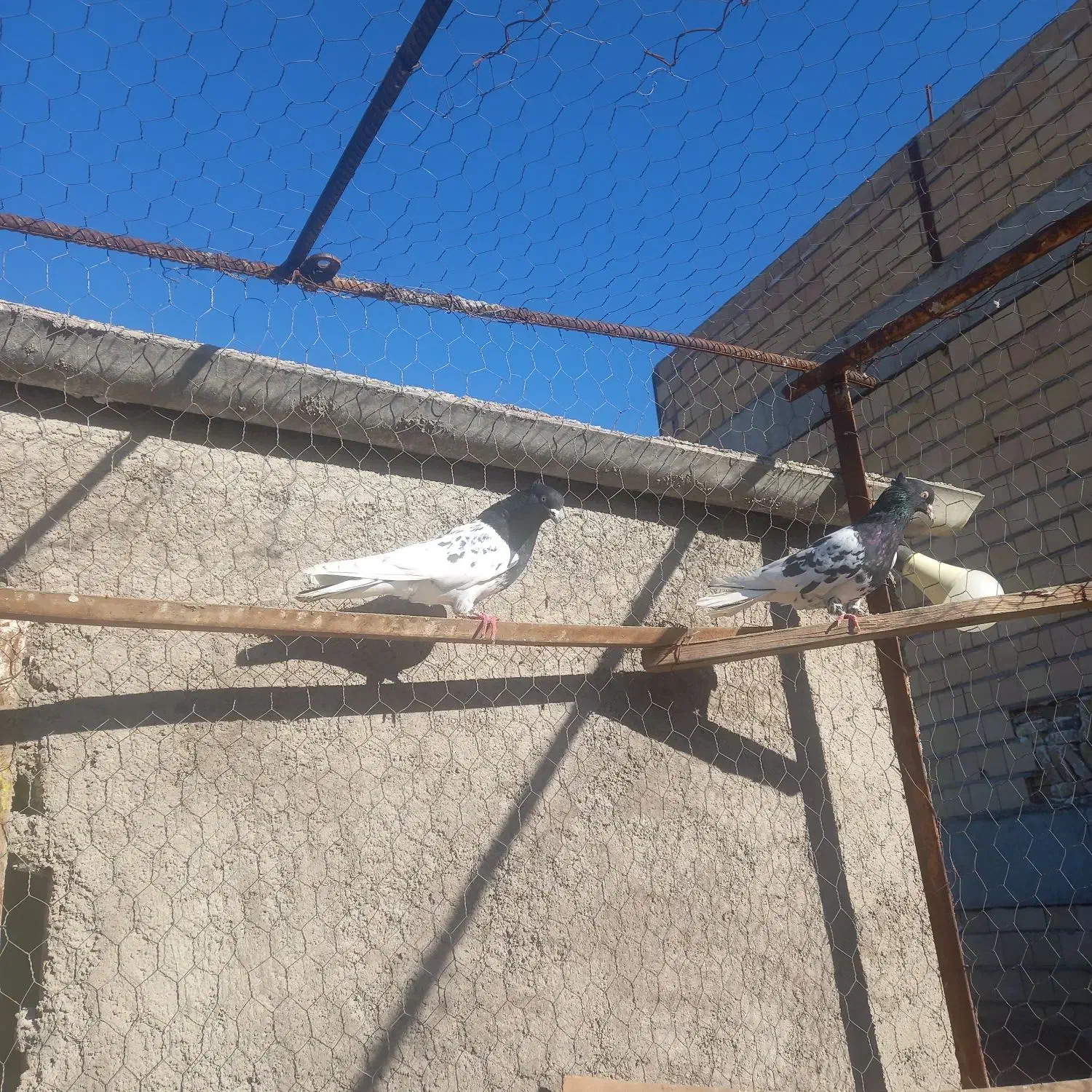 1600 قیمت کله سیاه|پرنده|قزوین, |دیوار