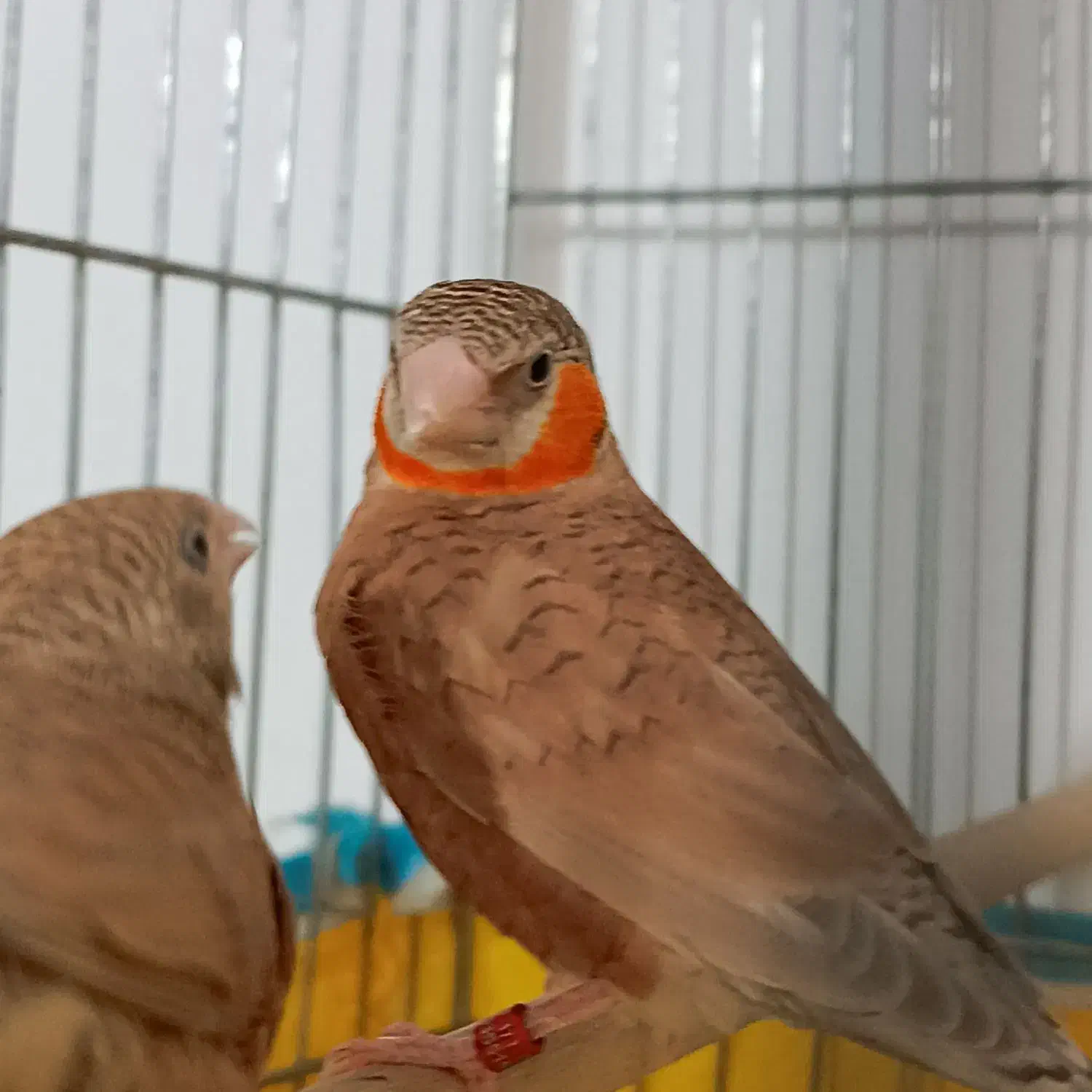 فنج گلو بریده روبان نارنجی و قرمز کارداده و مولد|پرنده|قم, نیروگاه|دیوار