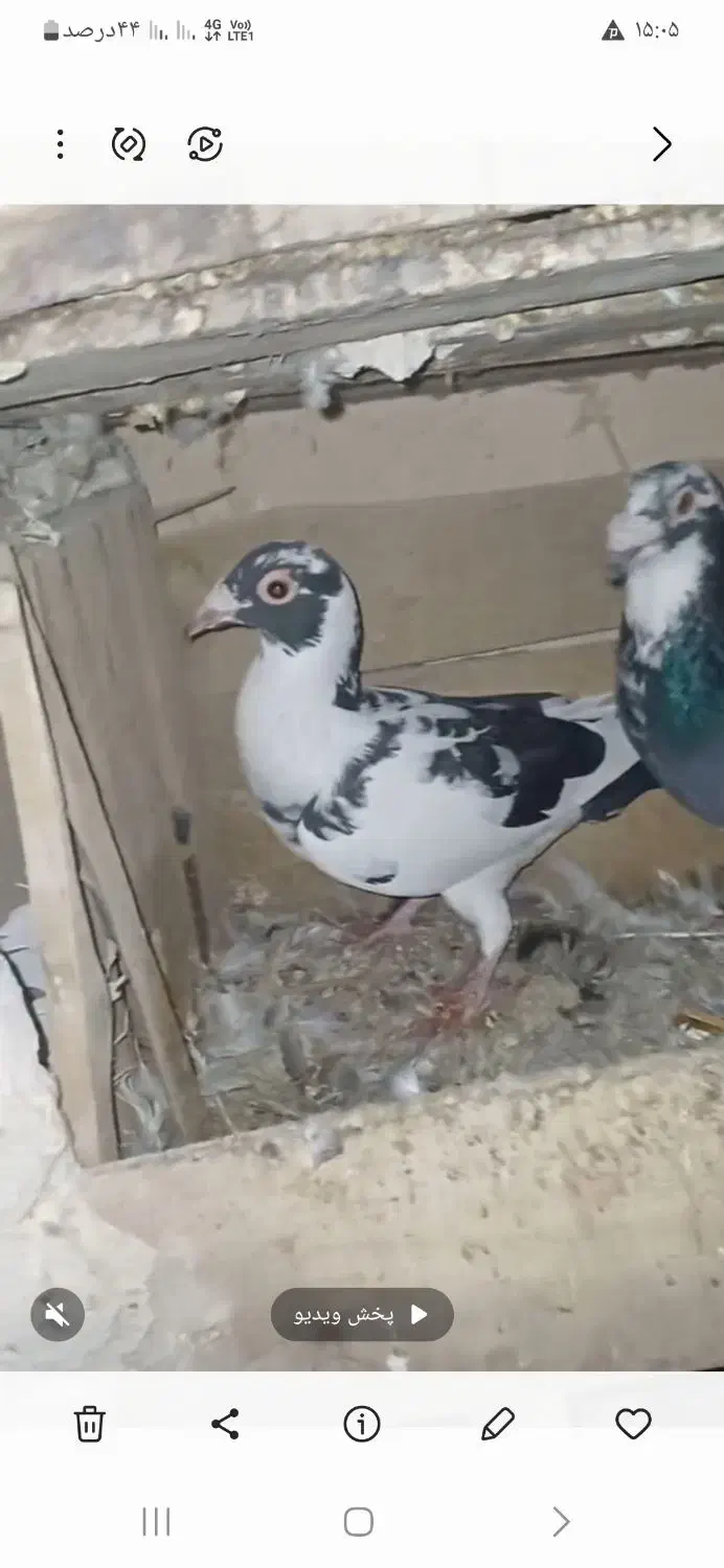 پلنگ ماده فروشی|پرنده|تهران, جوادیه تهرانپارس|دیوار