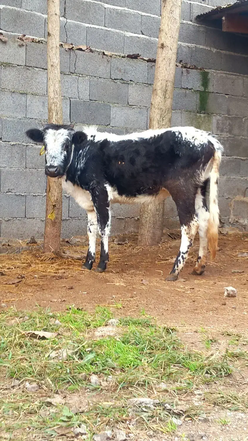 3 راس گاو .. لیشه چالوسی|حیوانات مزرعه|رشت, بازار|دیوار