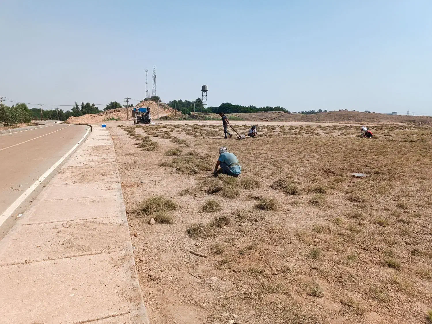 فروش چمن آفریقایی با اجرا، کود|خدمات باغبانی و درختکاری|اهواز, اهواز|دیوار