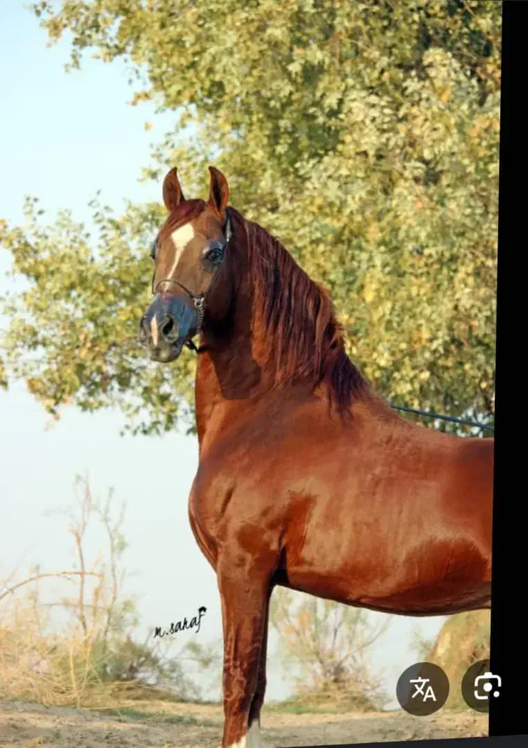 اسب عرب با برگه کشش|اسب و تجهیزات اسبسواری|حبیب آباد, |دیوار