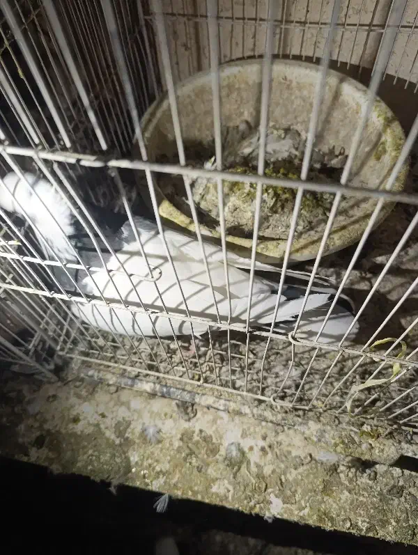 طوقی|پرنده|مشهد, میان ولایت|دیوار