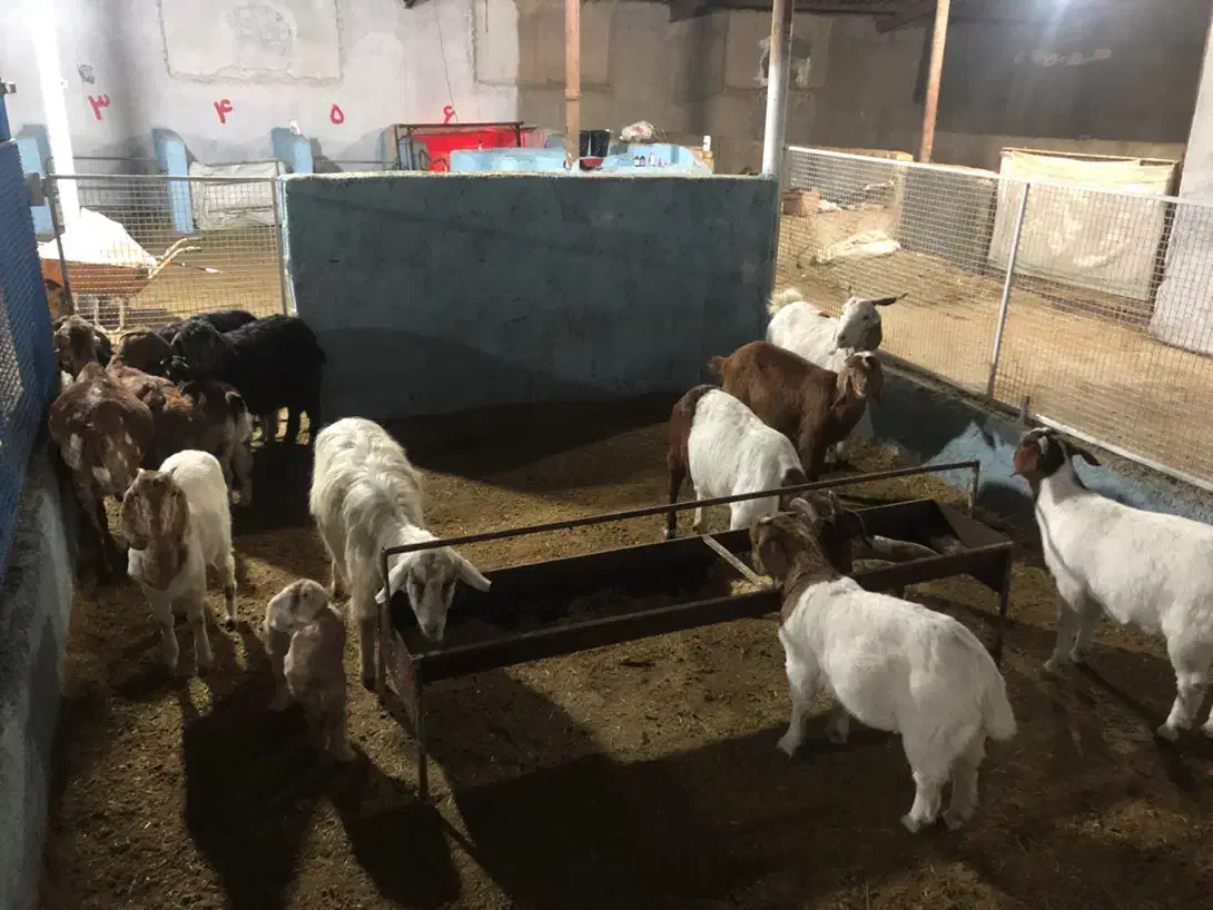 کارگر و نگهبان دامداری|استخدام سرایداری و نظافت|قرچک, باقرآباد|دیوار