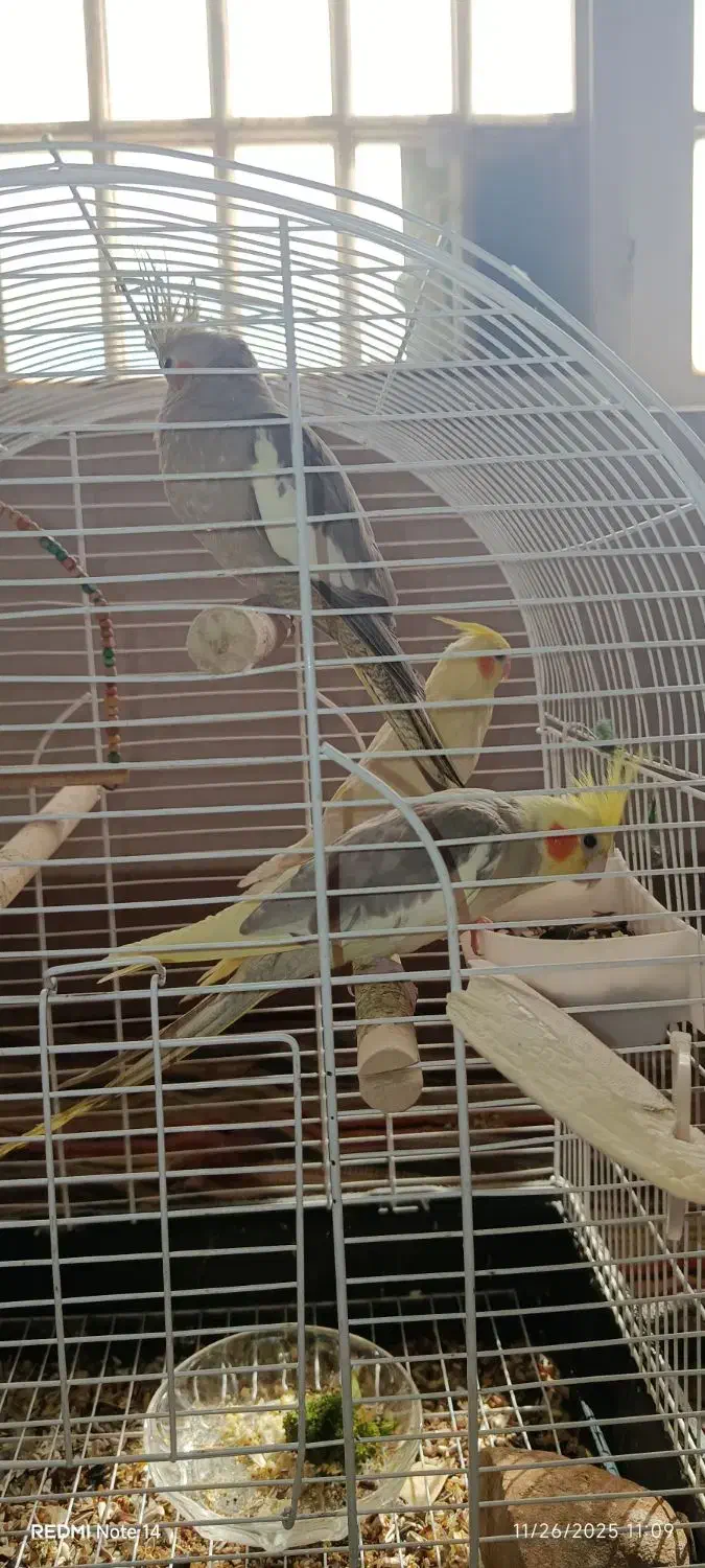 قیمت هفت میلیون تومان|پرنده|شیراز, قلات|دیوار