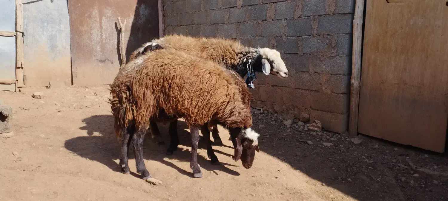 دو عدد ورن افشار جوان|حیوانات مزرعه|کوهدشت, |دیوار