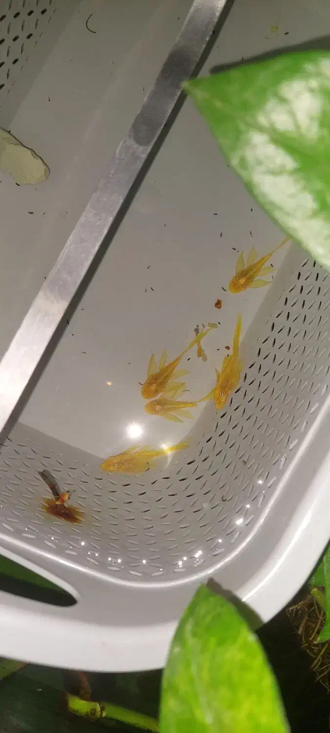 لجنخوار پوزه بوته ای بلوآیز باله بلند|ماهی|تهران, نعمت‌آباد|دیوار