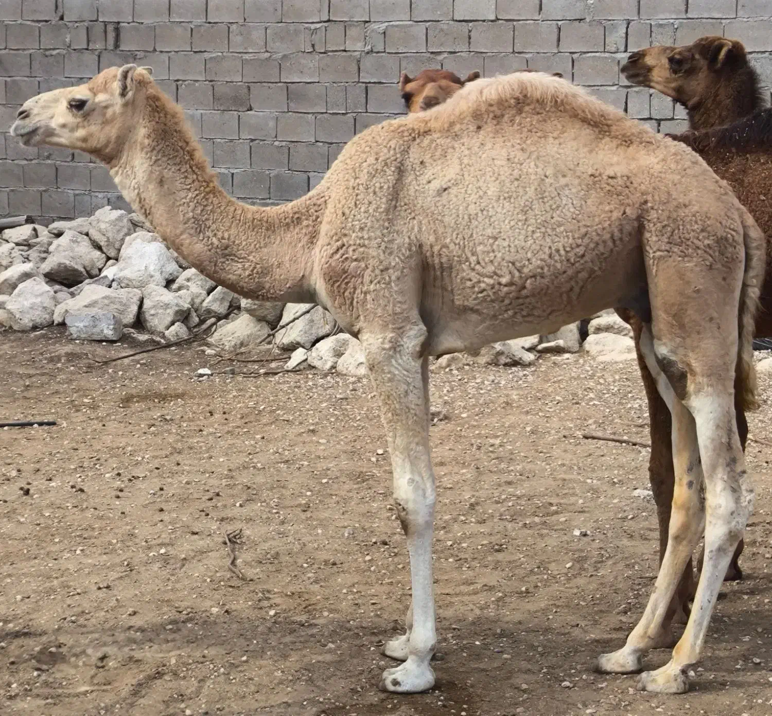 شتر نر یک سال|حیوانات مزرعه|قشم, |دیوار