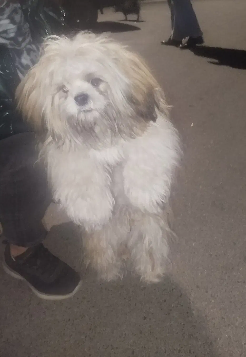 سگ شیتزو|سگ|سهند, |دیوار