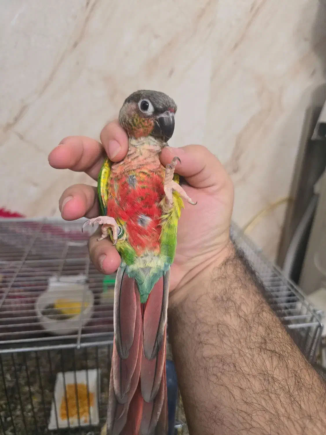 گرینچیک مولد دستی روی جوجه دبل رد یلوساید|پرنده|اصفهان, شاه پسند|دیوار