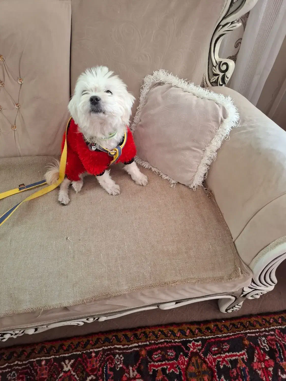 واگذاری سگ پاکوتاه شیتزو خالص ماده|سگ|تبریز, |دیوار