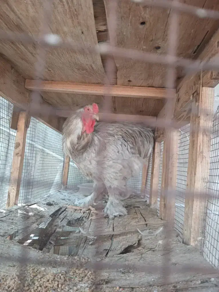 برهما بلو|حیوانات مزرعه|شیراز, پودنک|دیوار