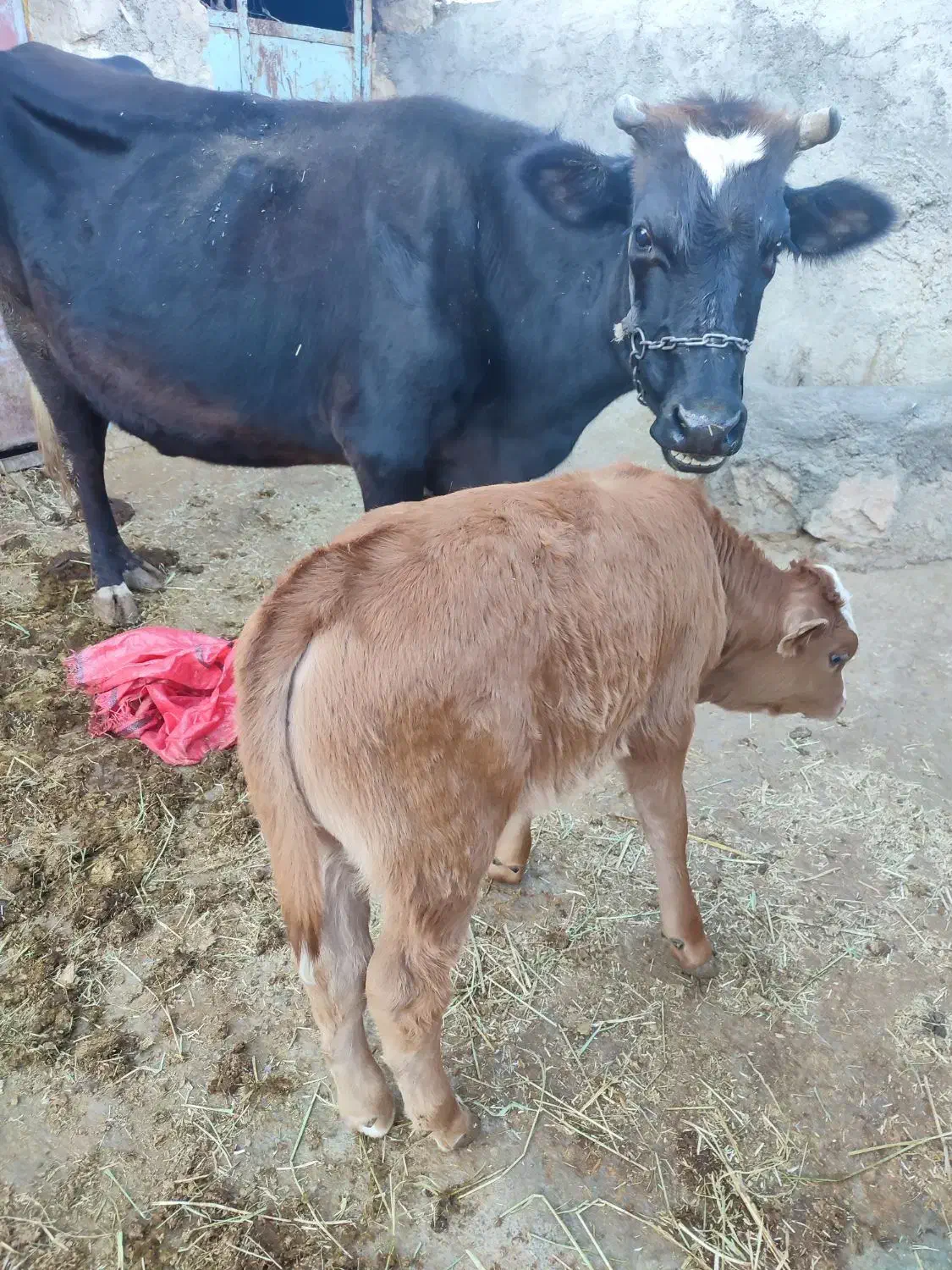 گاو و گوساله|حیوانات مزرعه|کارزان, |دیوار