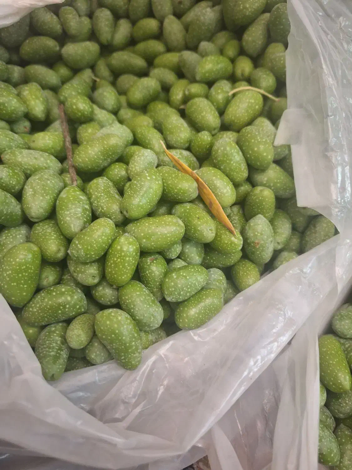 زیتون سبز|خوردنی و آشامیدنی|شیراز, طلاب|دیوار