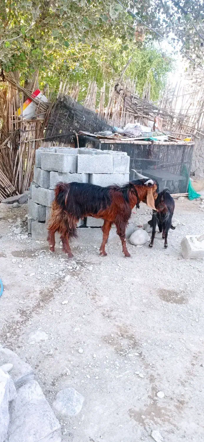 گوسفند|حیوانات مزرعه|ایرانشهر, |دیوار