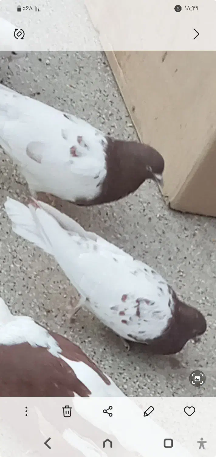 کفتر نر سرسرخ|پرنده|زرند, |دیوار