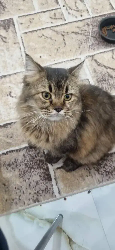 گربه شورت هِیر|گربه|سیرجان, |دیوار