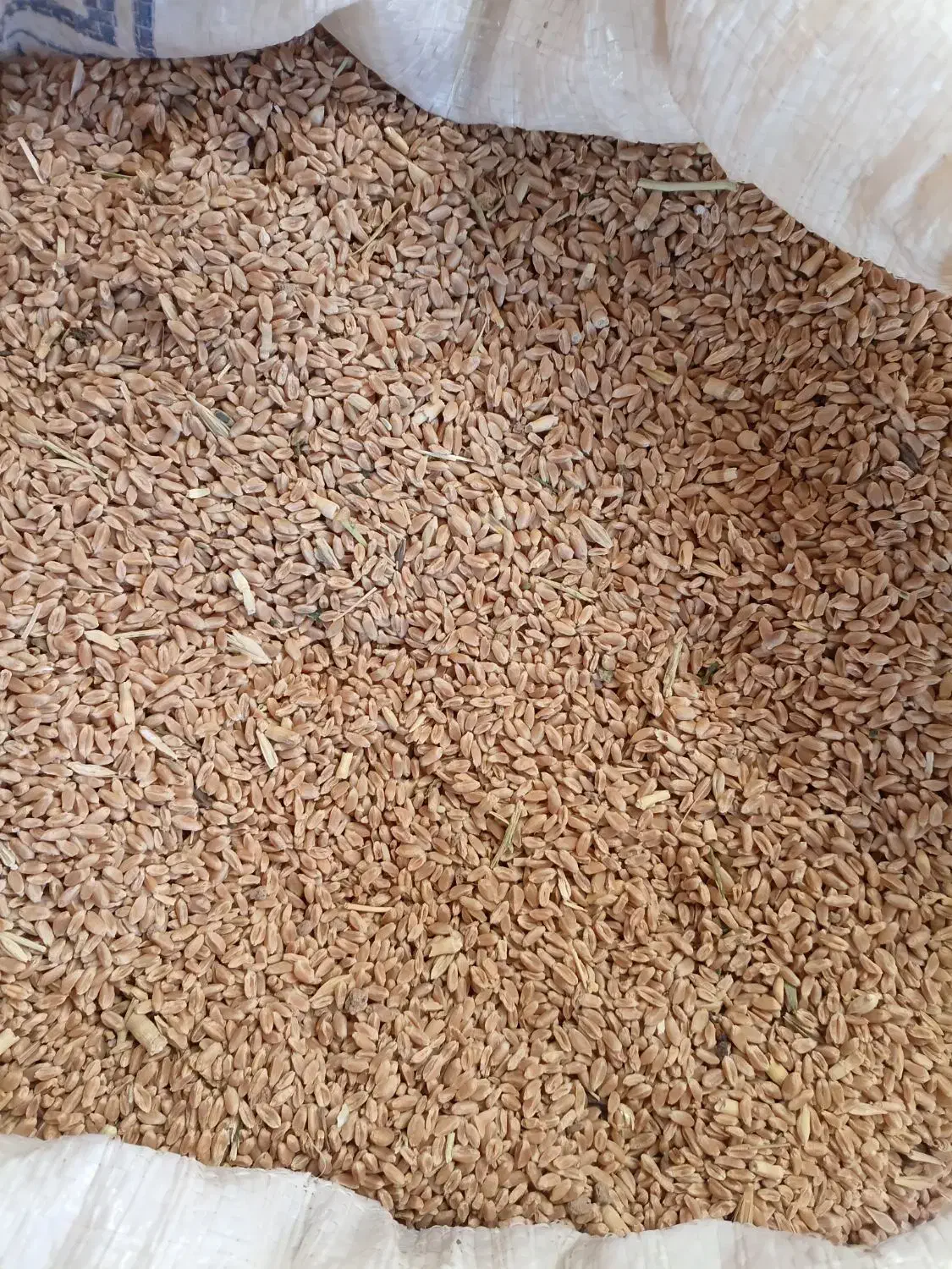 گندم|لوازم جانبی حیوانات|اسفراین, |دیوار