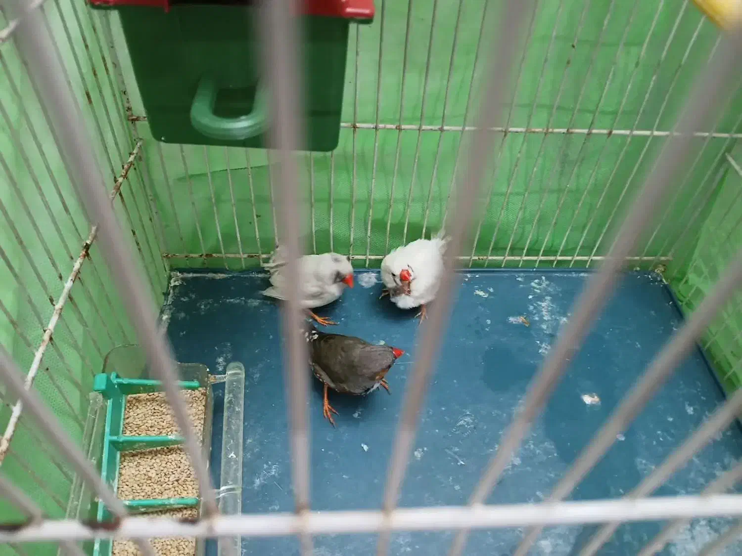 ۵ عدد فنچ با تمام لوازم|پرنده|مشهد, آیت الله کاشانی|دیوار