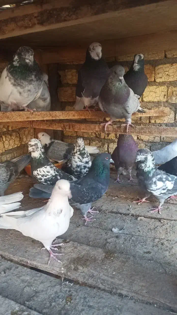 کبوتر پرشی|پرنده|مبارکه, |دیوار