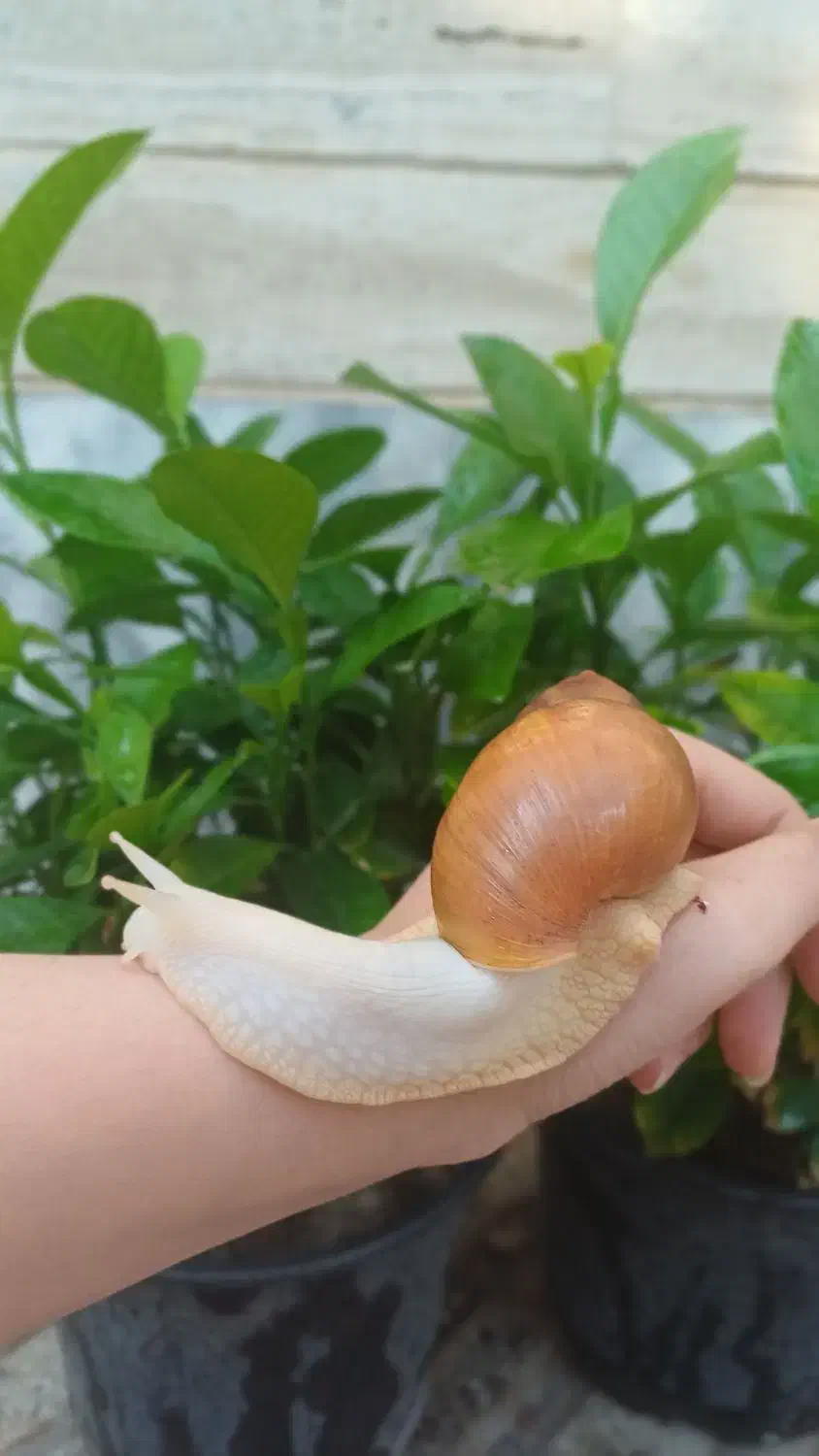 حلزون آچاتینا برای پرورش و سلامت پوست|خزنده|خوی, |دیوار