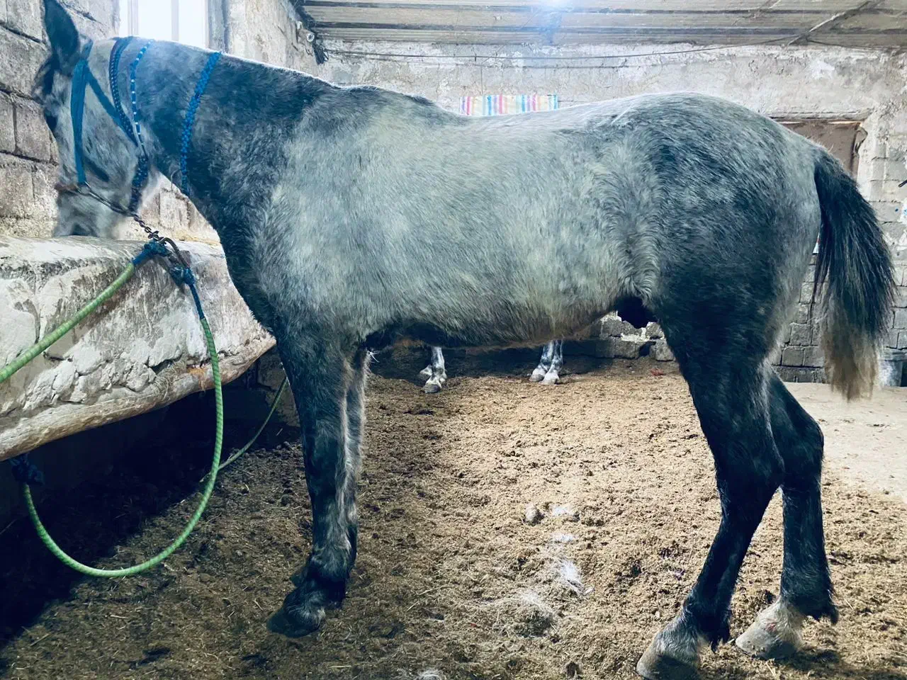 اسب|اسب و تجهیزات اسب‌سواری|ربط, |دیوار