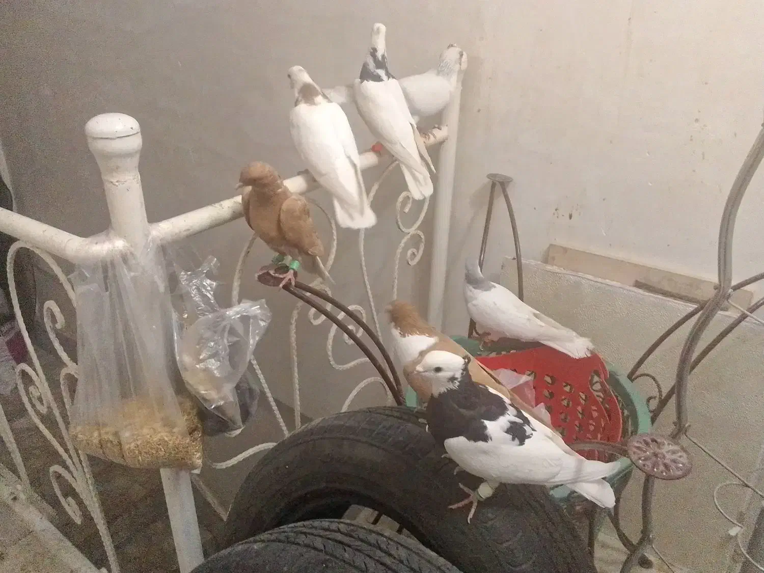 شش تا رنگه|پرنده|تربتحیدریه, قاسم آباد|دیوار