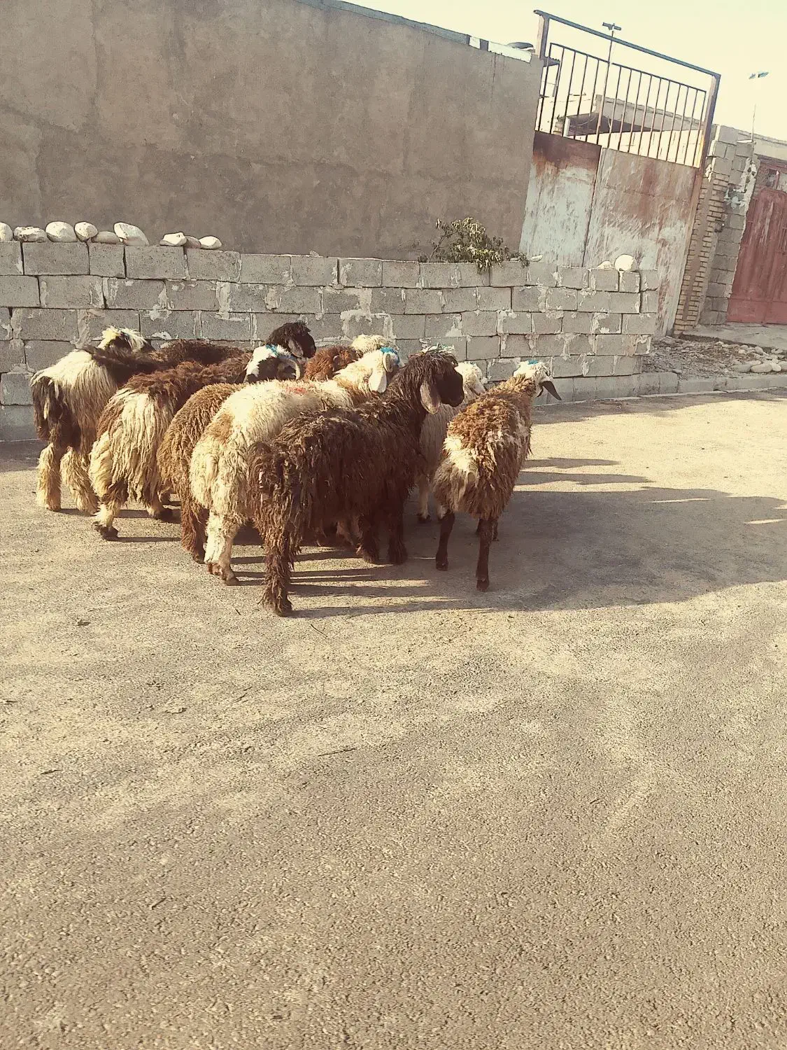 بره بز بیگ میش|حیوانات مزرعه|دزفول, |دیوار