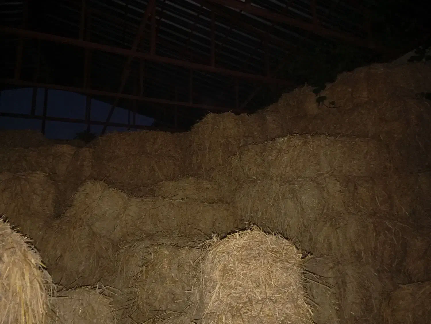 کاه برنج|لوازم جانبی حیوانات|خرم‌آباد (تنکابن), |دیوار