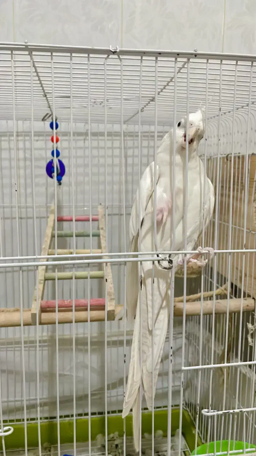 عروس هلندی آلبینو|پرنده|شیراز, شهرک رضوان|دیوار