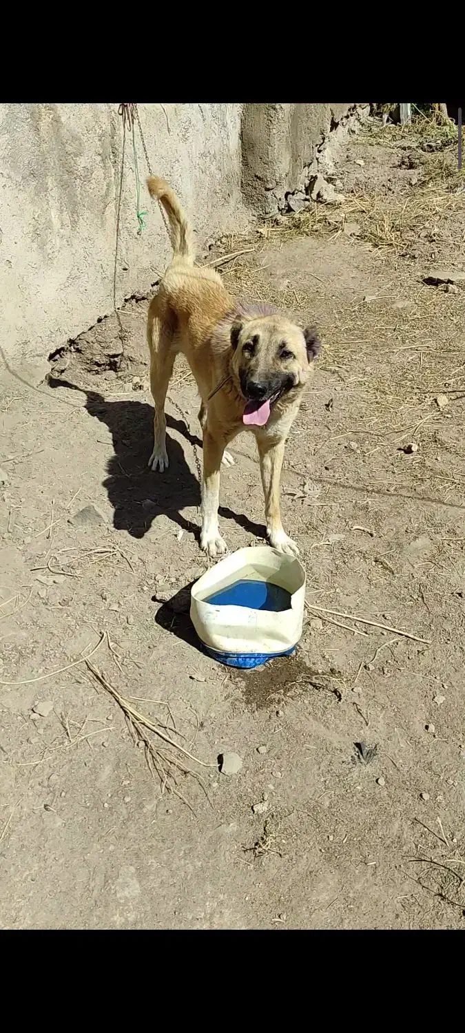 واگذاری سگ گله و نگهبان|سگ|عنبران, |دیوار