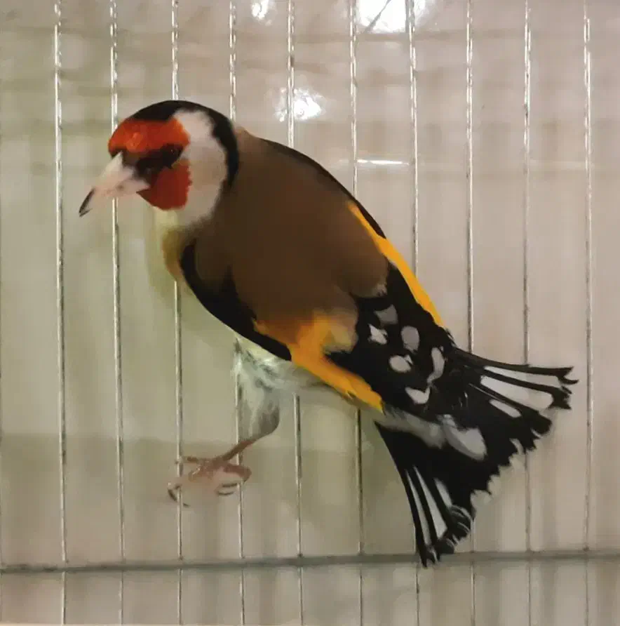 پرنده قفسی|پرنده|همدان, |دیوار