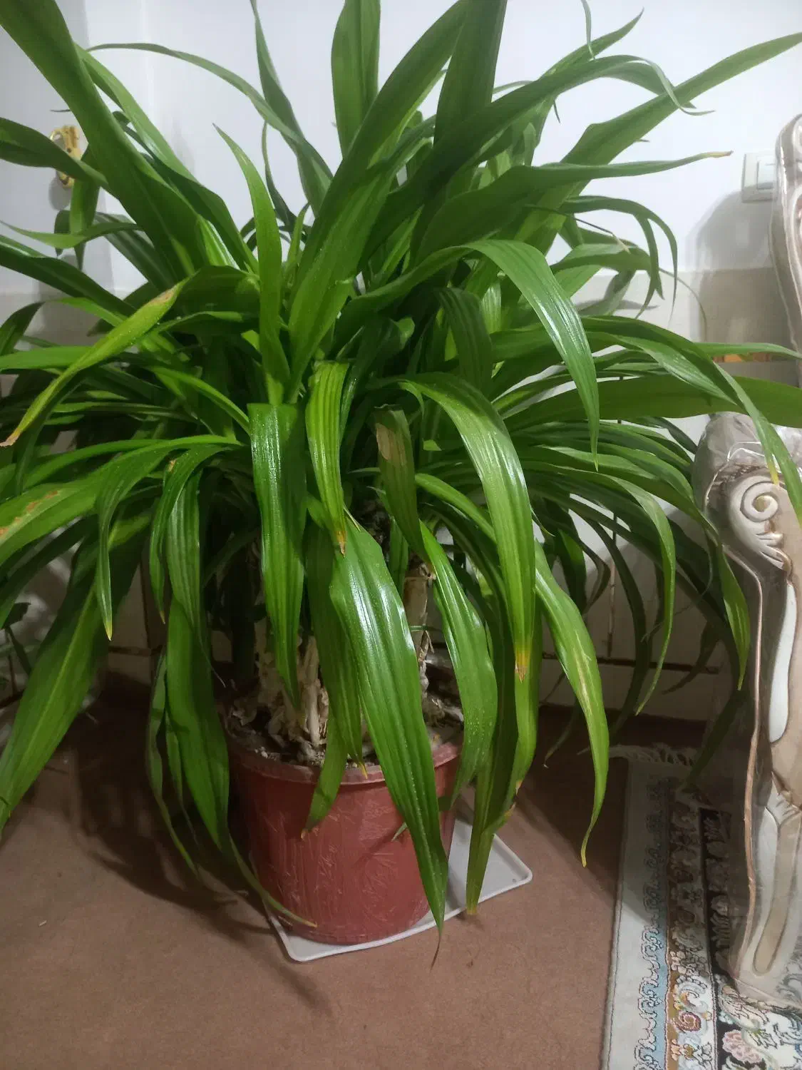 گل اشک ملکه زیبا و شاداب|گل و گیاه طبیعی|زیباشهر, |دیوار